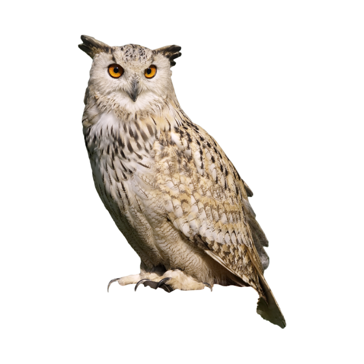 an owl is sitting on a white surface