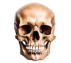 an image of a human skull
