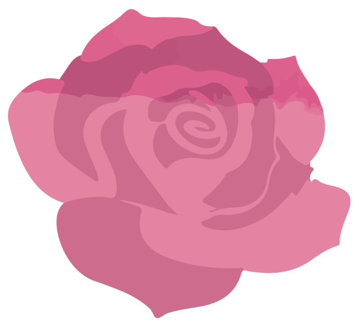 a pink rose on white background