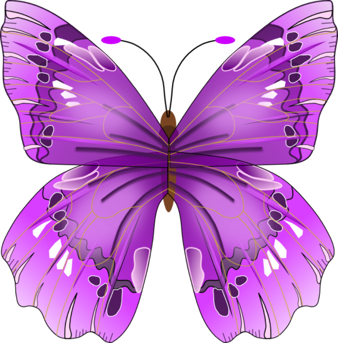 a purple butterfly on a white background