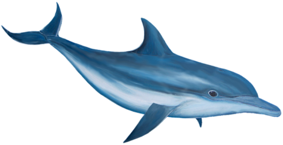 a drawing of a dolphin