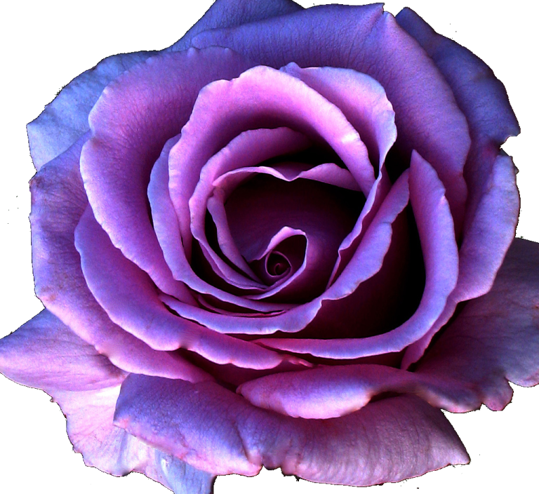 a purple rose on a white background