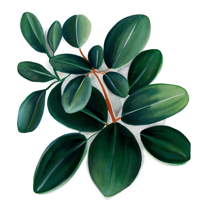 a green leaf on a white background