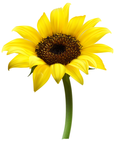 a yellow flower on a white background