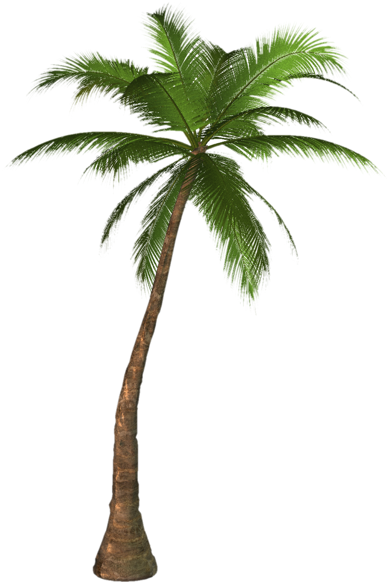 a palm tree on white background
