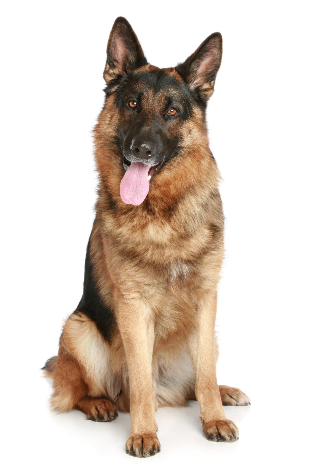 a german shepherd dog sitting on a white background