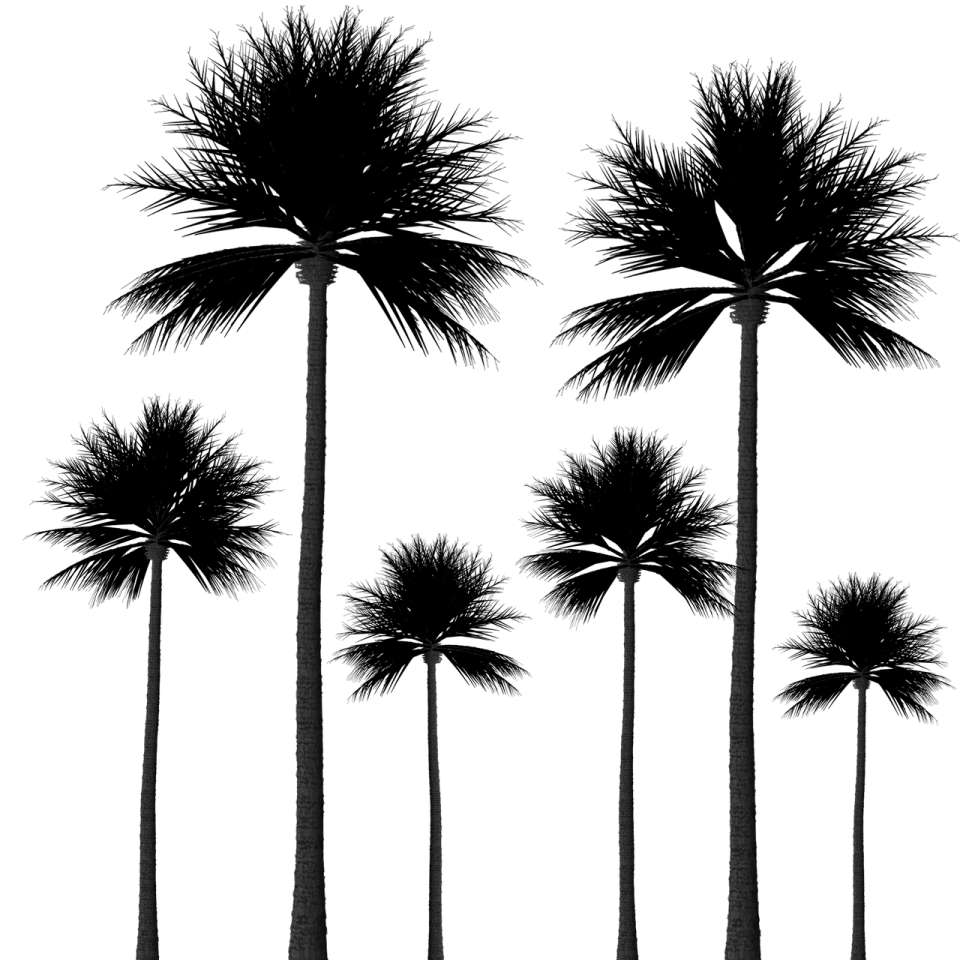 three palm trees silhouetted against a white background