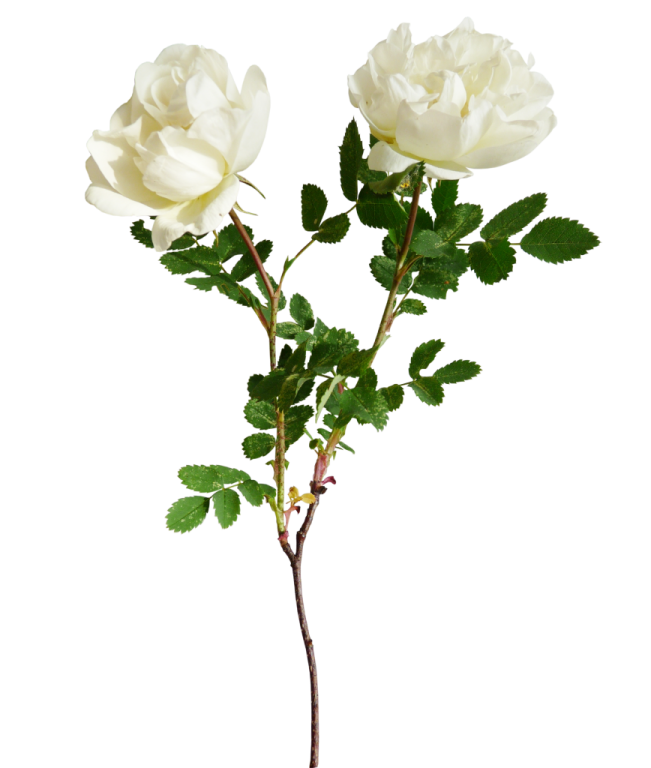 two white roses with green leaves on a stem