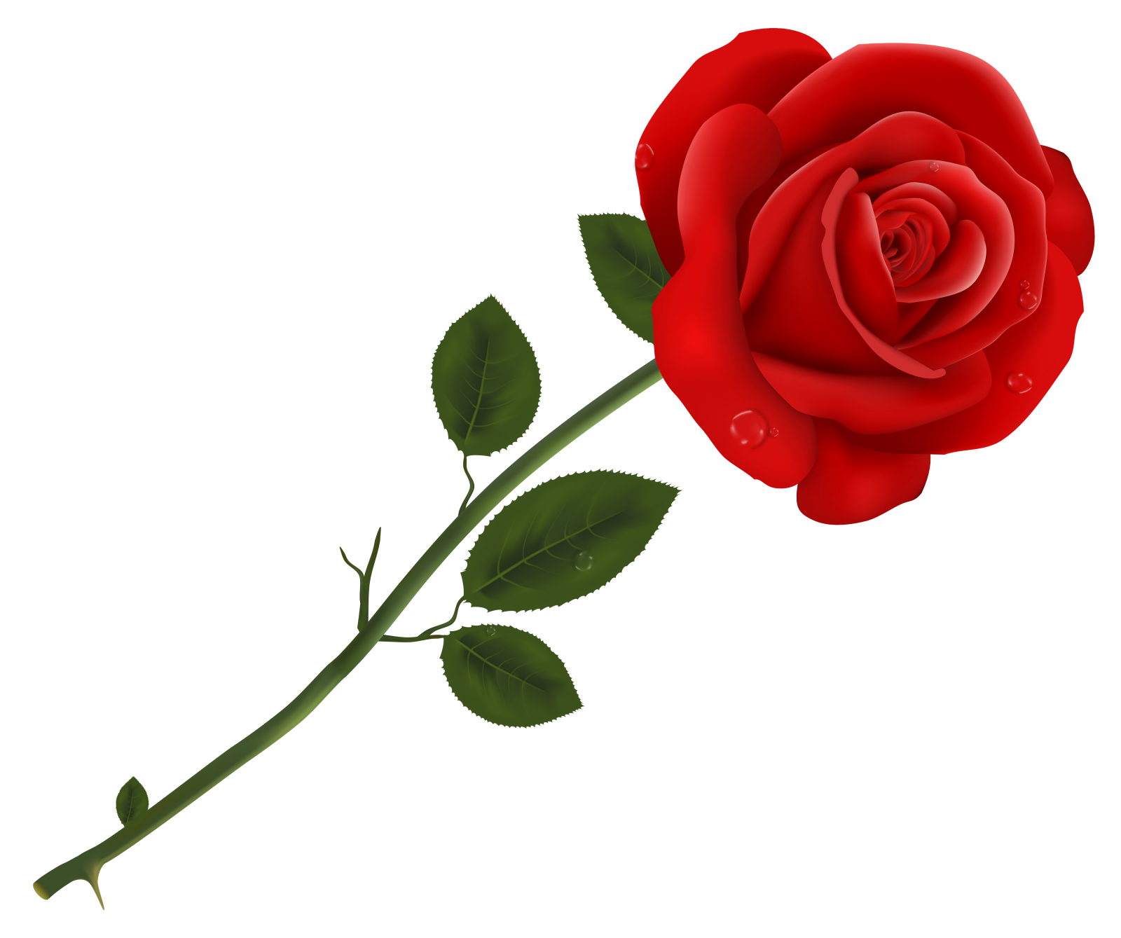 a red rose on a white background