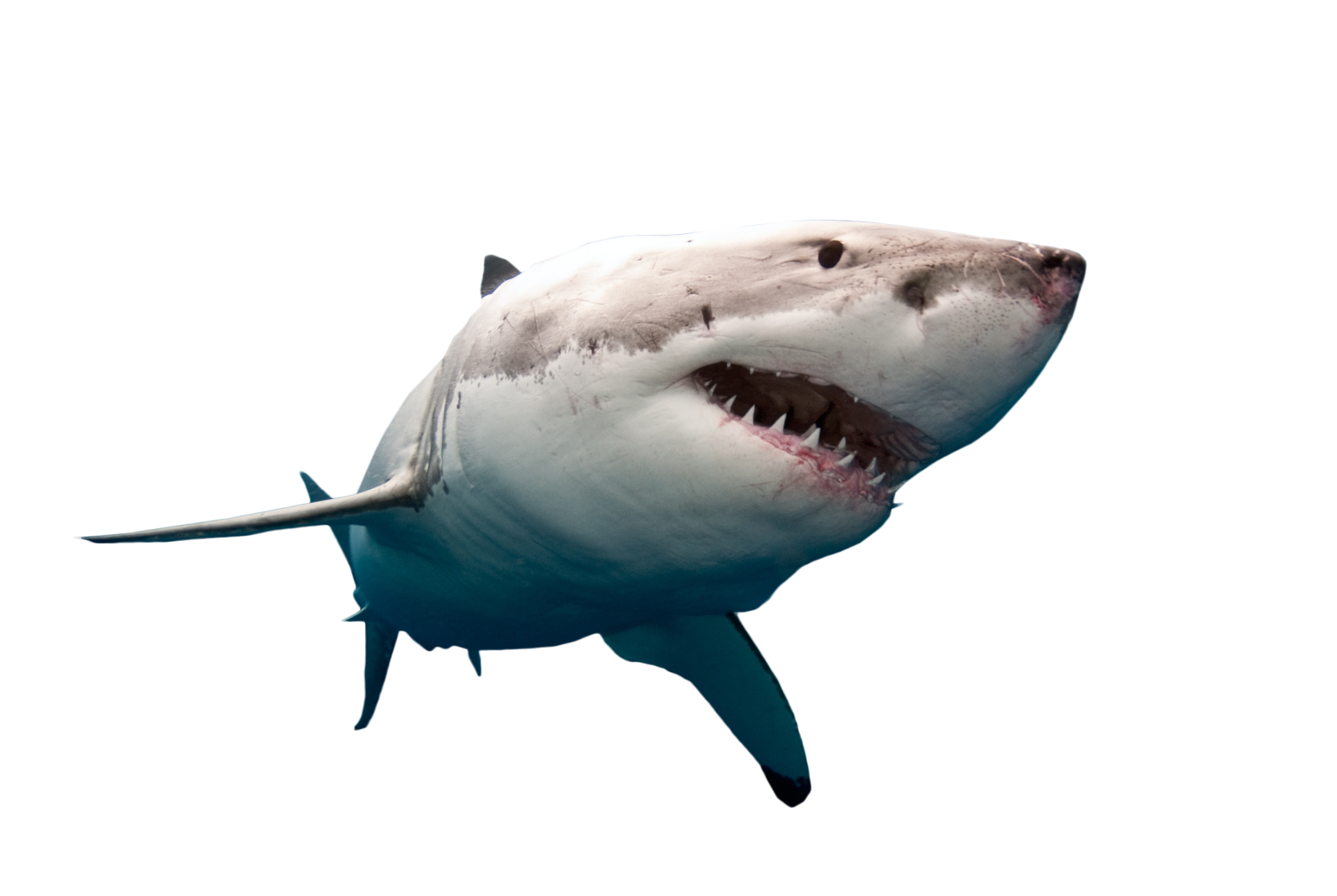 a great white shark with its mouth open