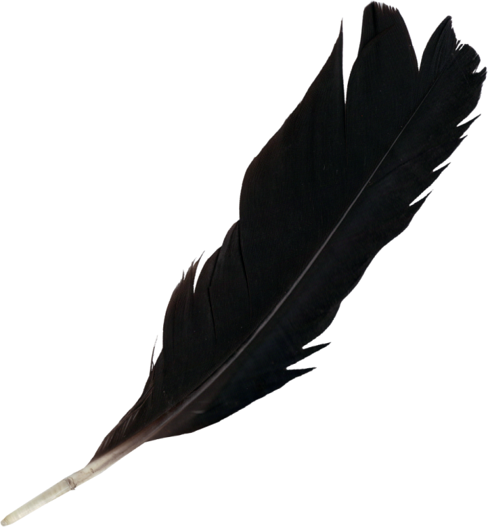 a black feather on a white background