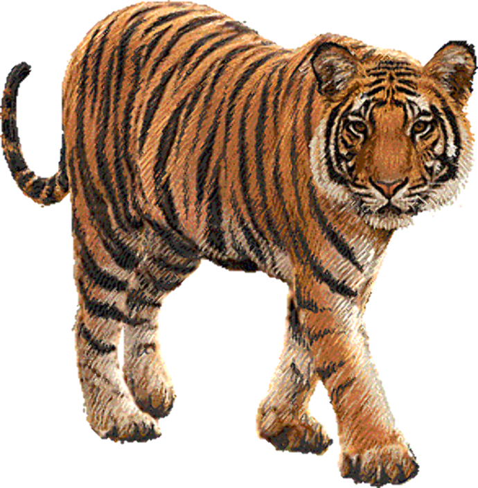 a drawing of a tiger