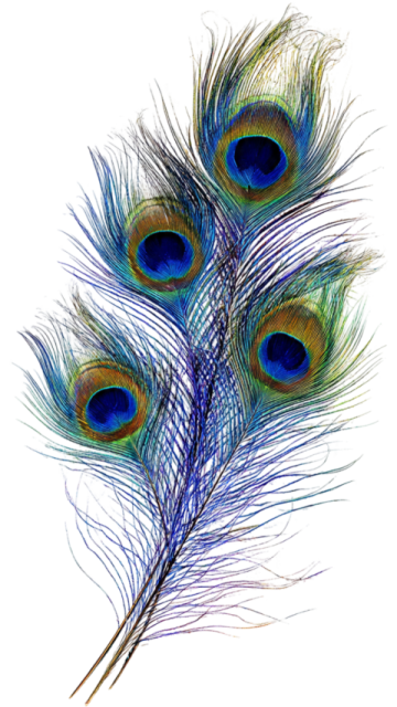 three peacock feathers on a white background