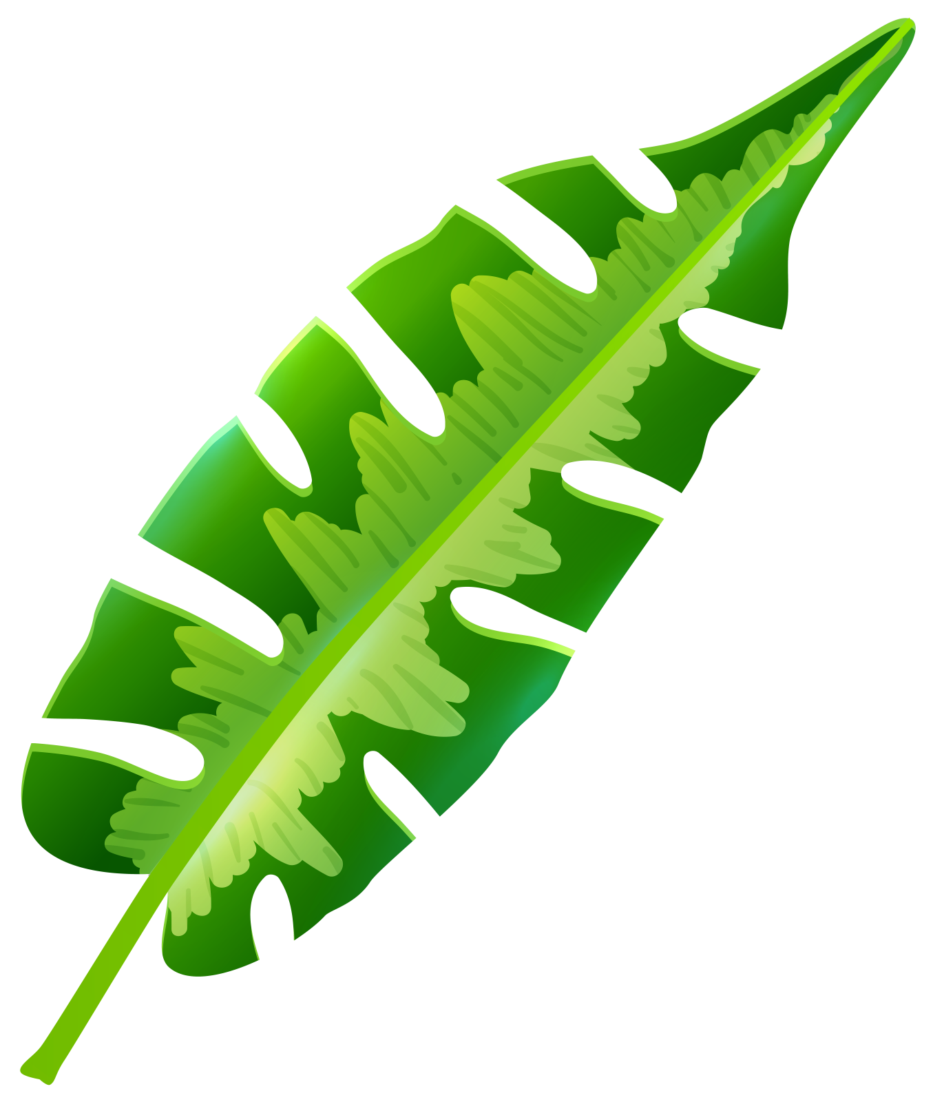 a green leaf on a white background