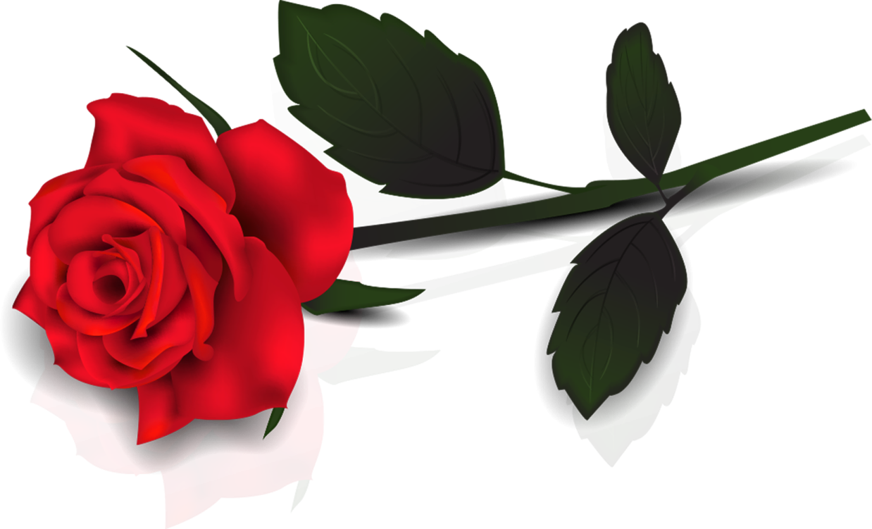 a red rose on a white background