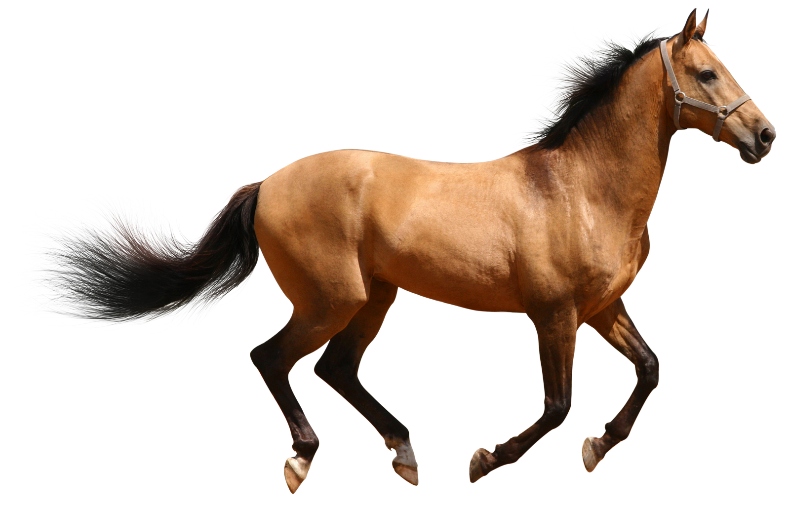 a brown horse running on a white background