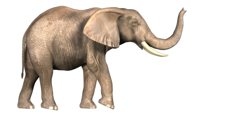 an elephant standing in front of a white background