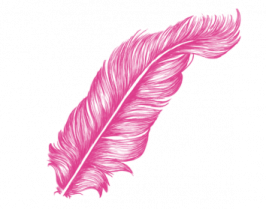 a pink feather on a white background