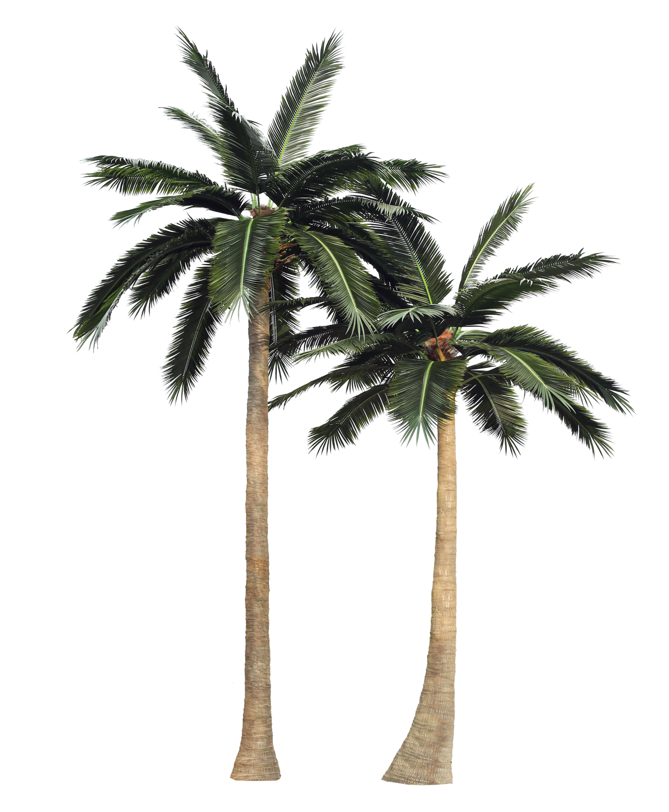 two palm trees on a white background