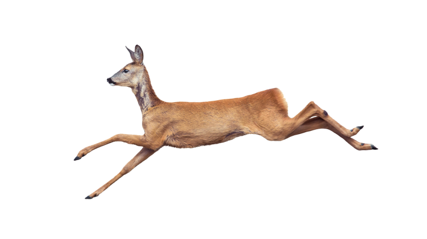 a deer jumping in the air on a white background