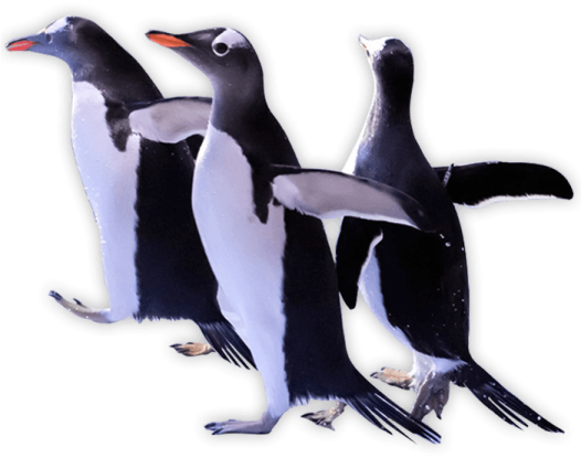 three penguins standing next to each other penguins