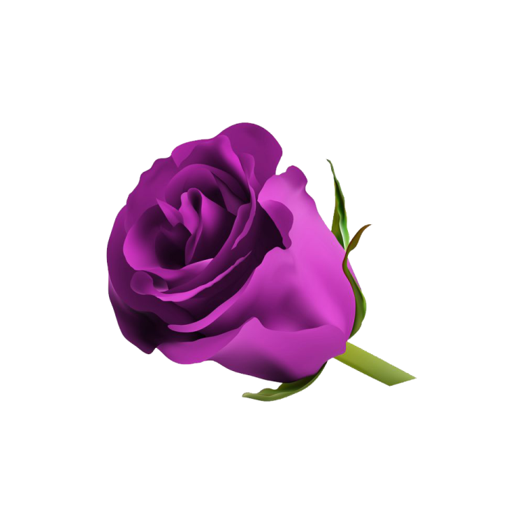 a purple rose on a white background