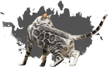 a cat is standing on its hinds