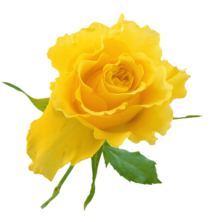 a yellow rose on a white background