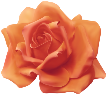 an orange rose on a white background