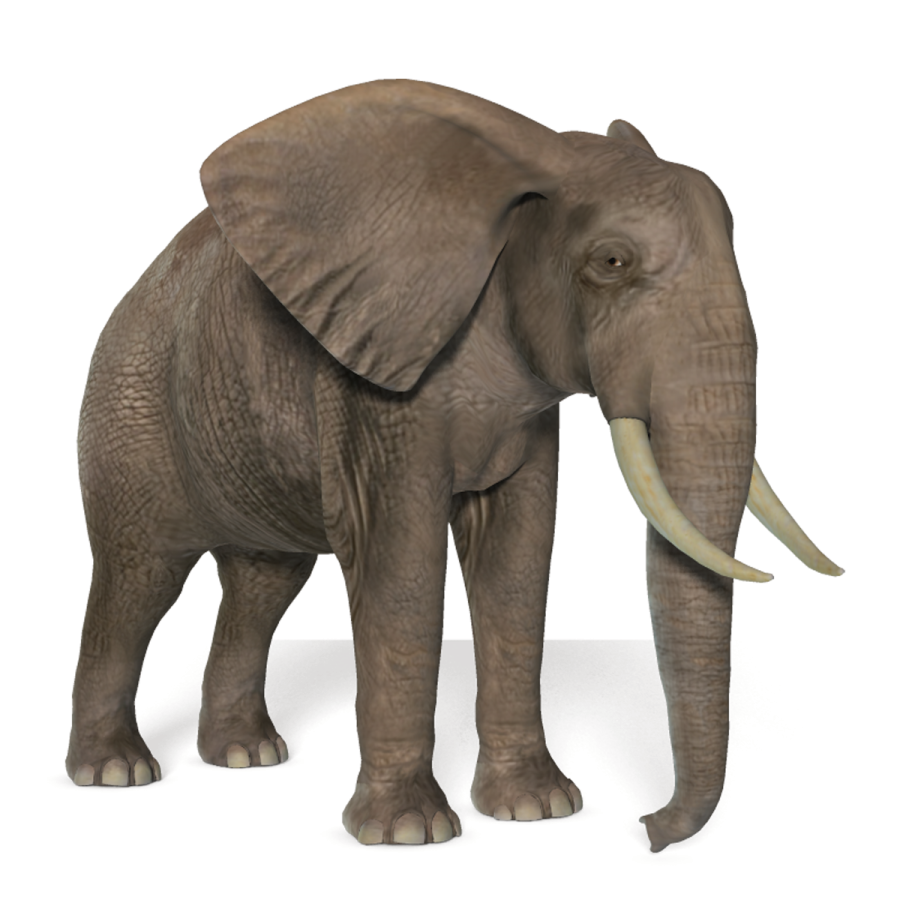 an elephant standing in front of a white background