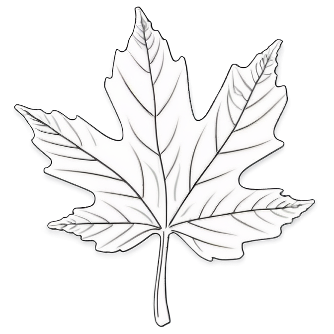how to draw a maple leaf