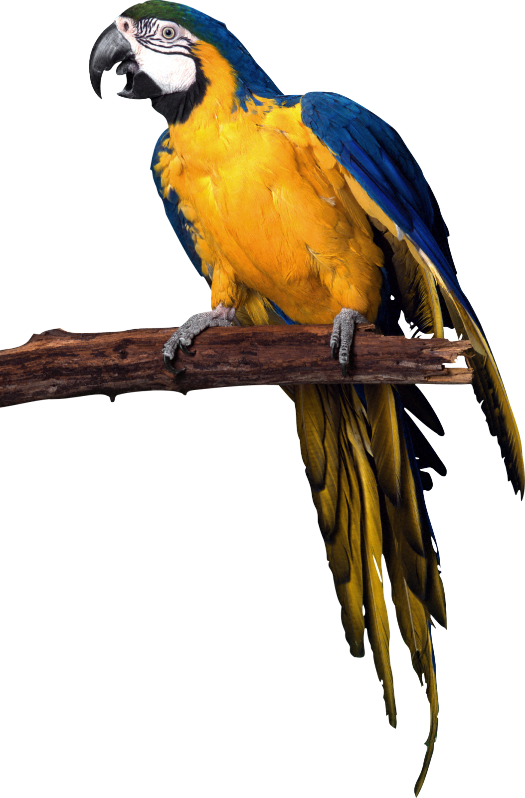 a blue and yellow parrot perched on a branch