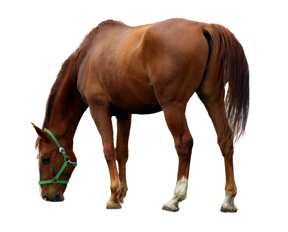 a brown horse eating grass on a white background