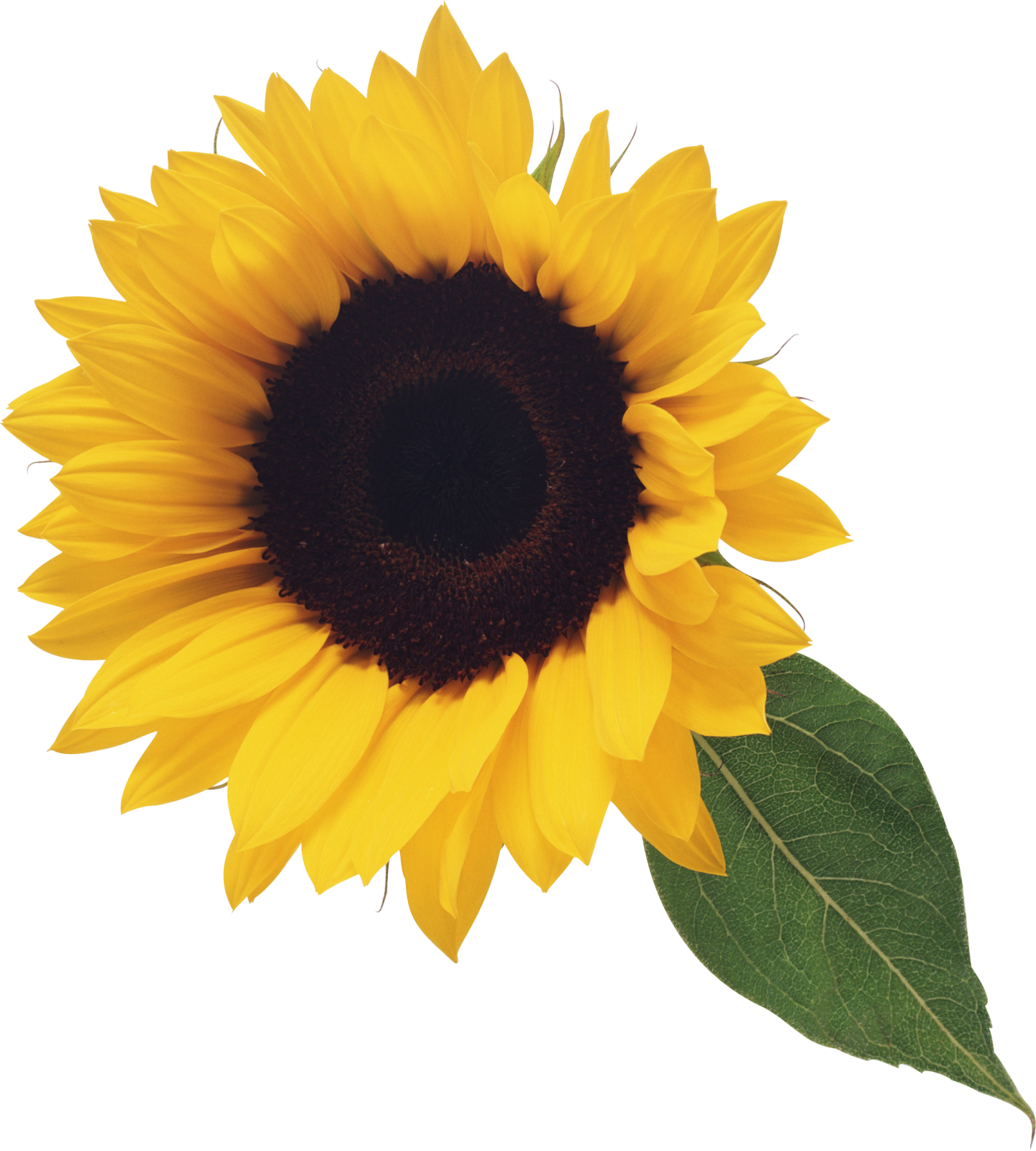a yellow sunflower on a white background