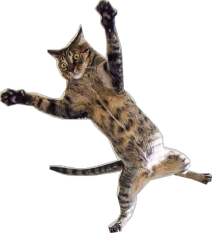 a cat that is jumping in the air