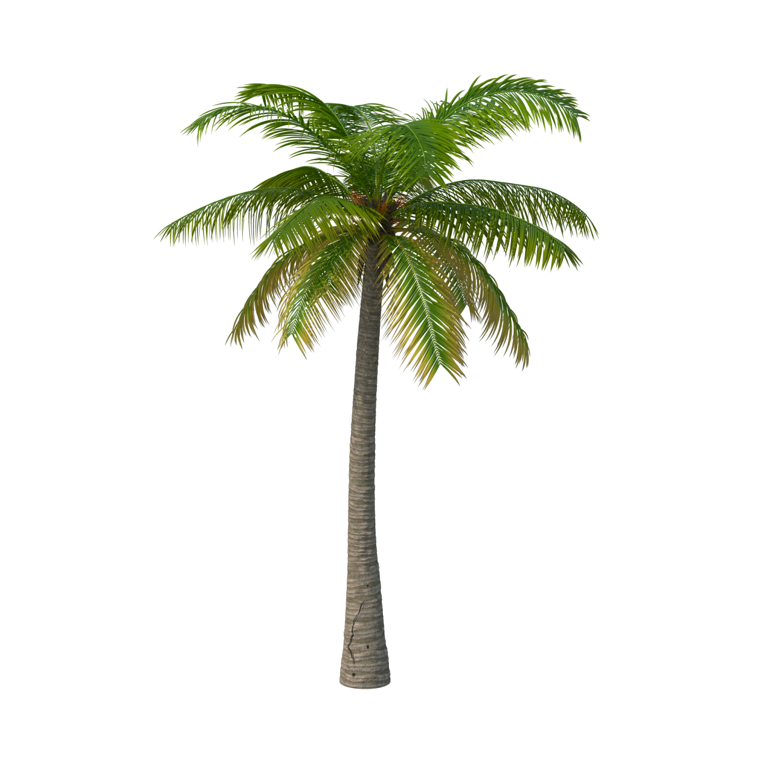 a palm tree on a white background