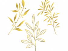 gold leaves on white background