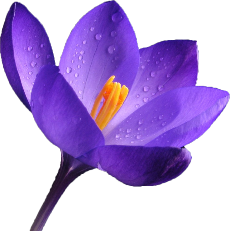 a purple flower with water droplets on it
