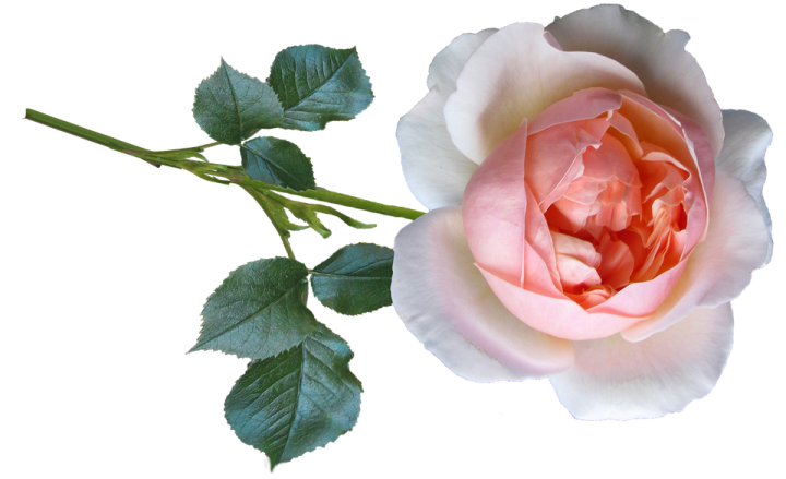 a single pink rose on a white background