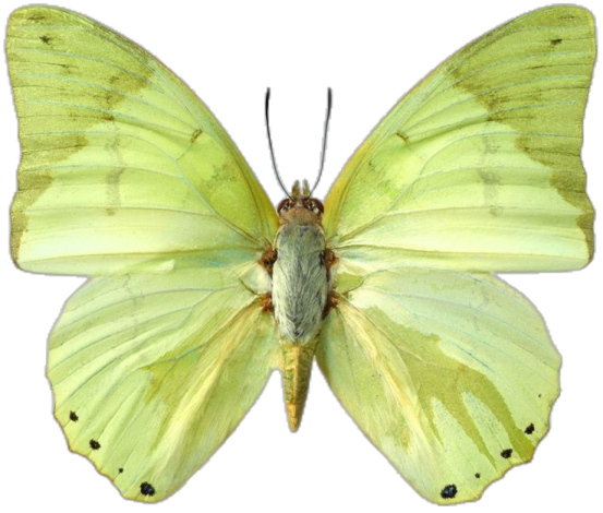 a yellow butterfly on white background