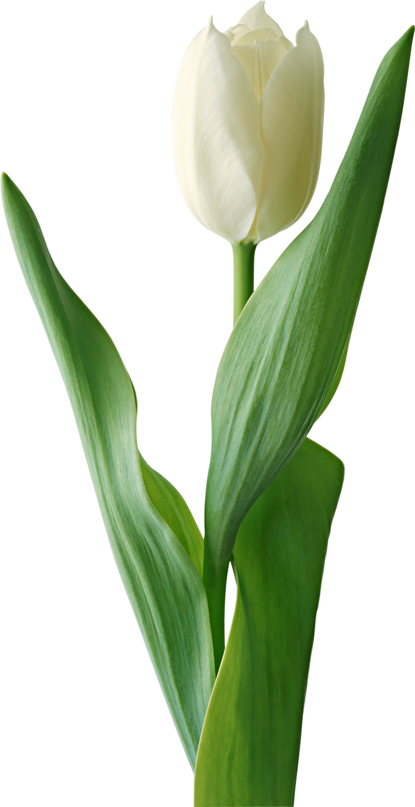 a single white tufful flower with green leaves