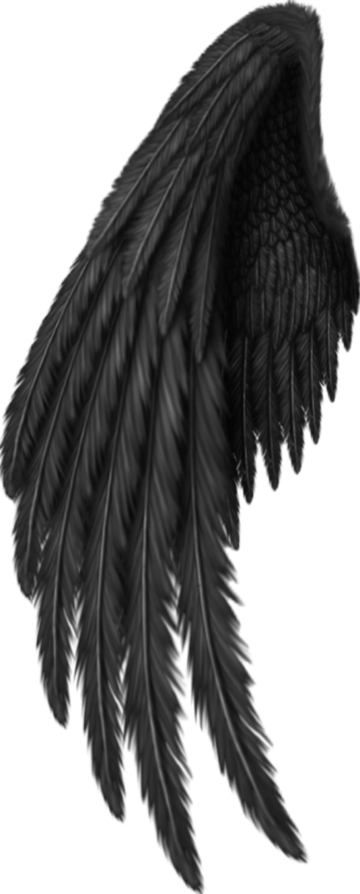 a black feather on a white background