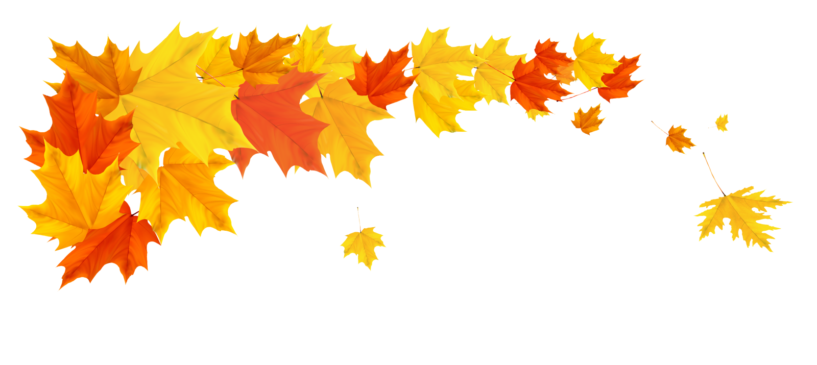 a bunch of yellow and red maple leaves