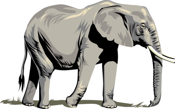an elephant standing on a white background