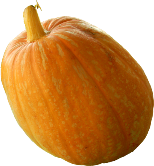 an orange pumpkin on a white background