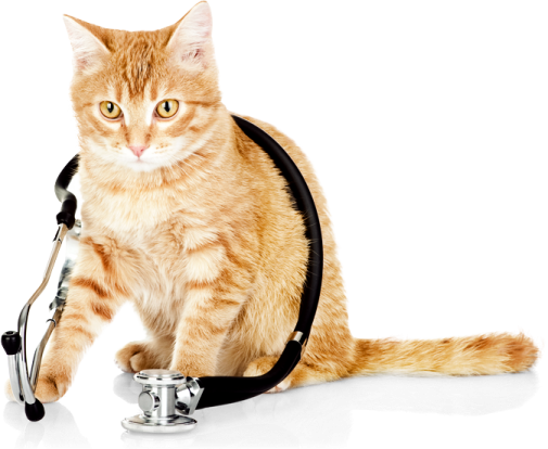 a cat sitting on top of a phone