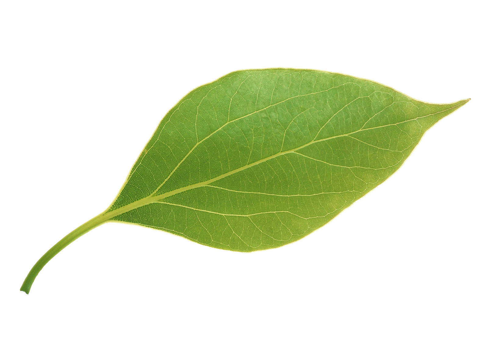 a green leaf on a white background