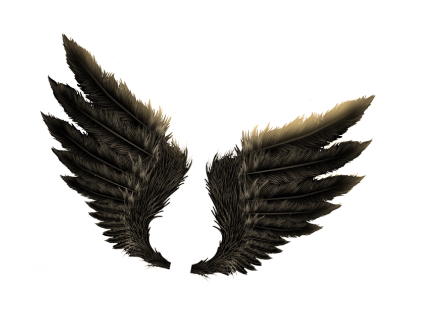 a pair of feathers on a white background