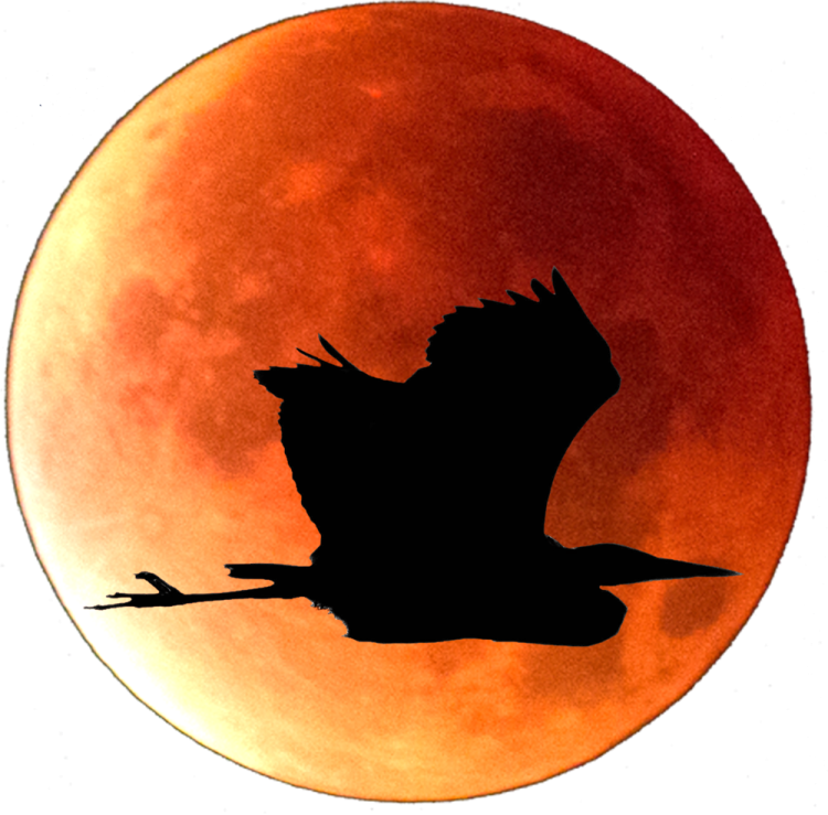 a bird flying in front of a full moon