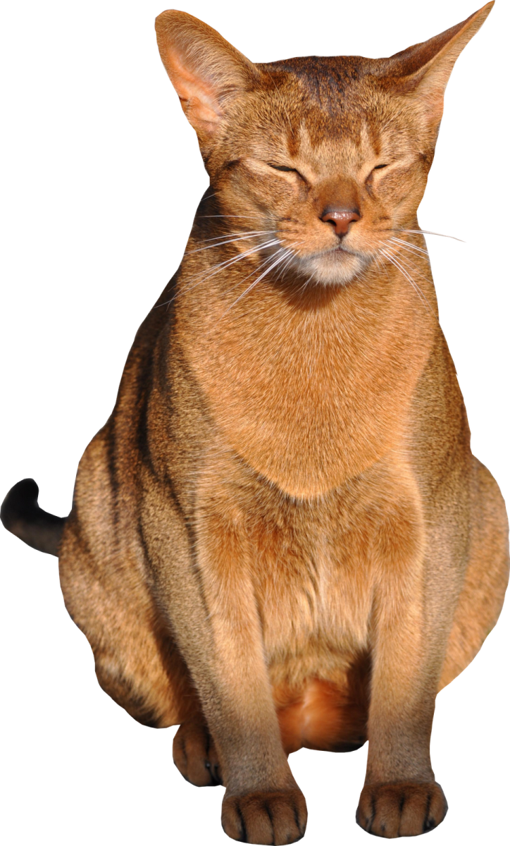 a cat sitting down with its eyes closed
